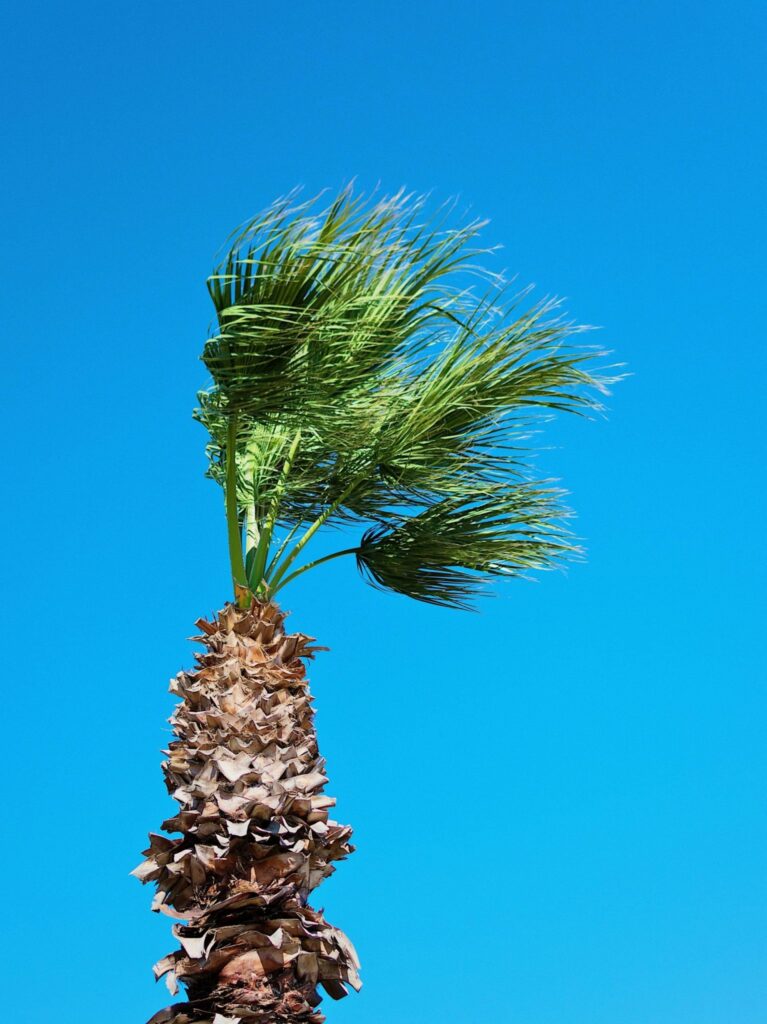 palm tree in wind