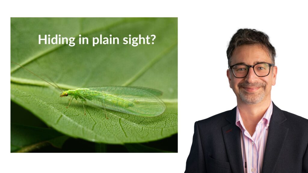 Hiding in plain sight, green bug on green leaf natural camouflage
